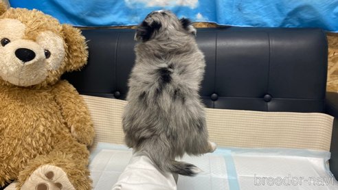 成約済の兵庫県のポメチワ:ポメラニアン×チワワ-348656の9枚目